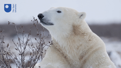The Polar Bears of Perth Film