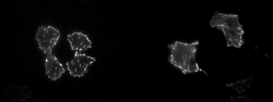 Supplementary materials for PhD thesis “Functional analysis of uPAR biology through comprehensive mutagenesis"