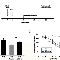 Experimental schedule and disease phenotypes of R6/2 mice.
