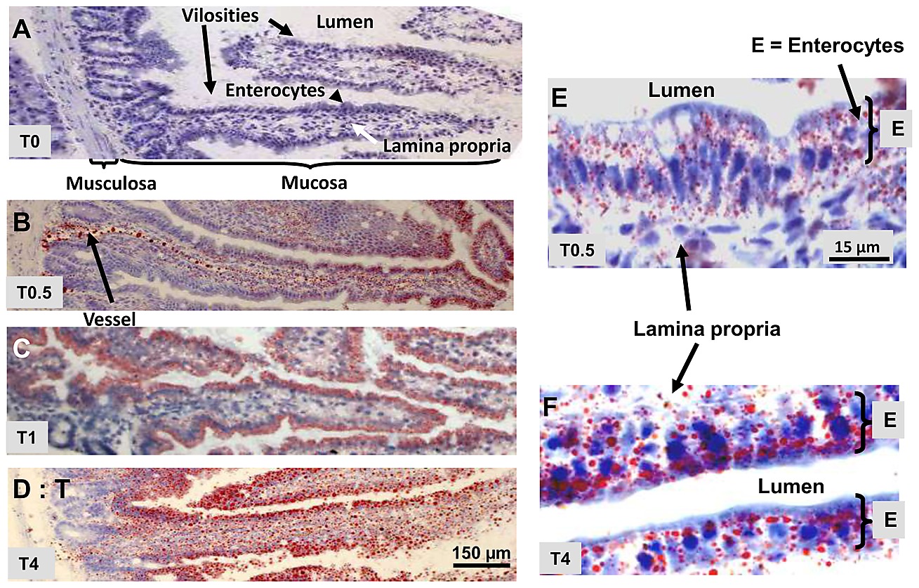 Neutral Lipid Staining By Oil Red O Of Ld And Chylomicrons In The Duodenum Of Mice