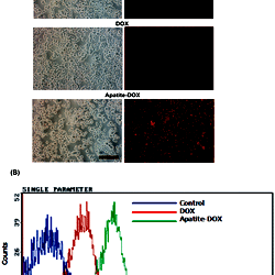 Analysis of DOX uptake by fluorescence microscopy and flow cytometry.