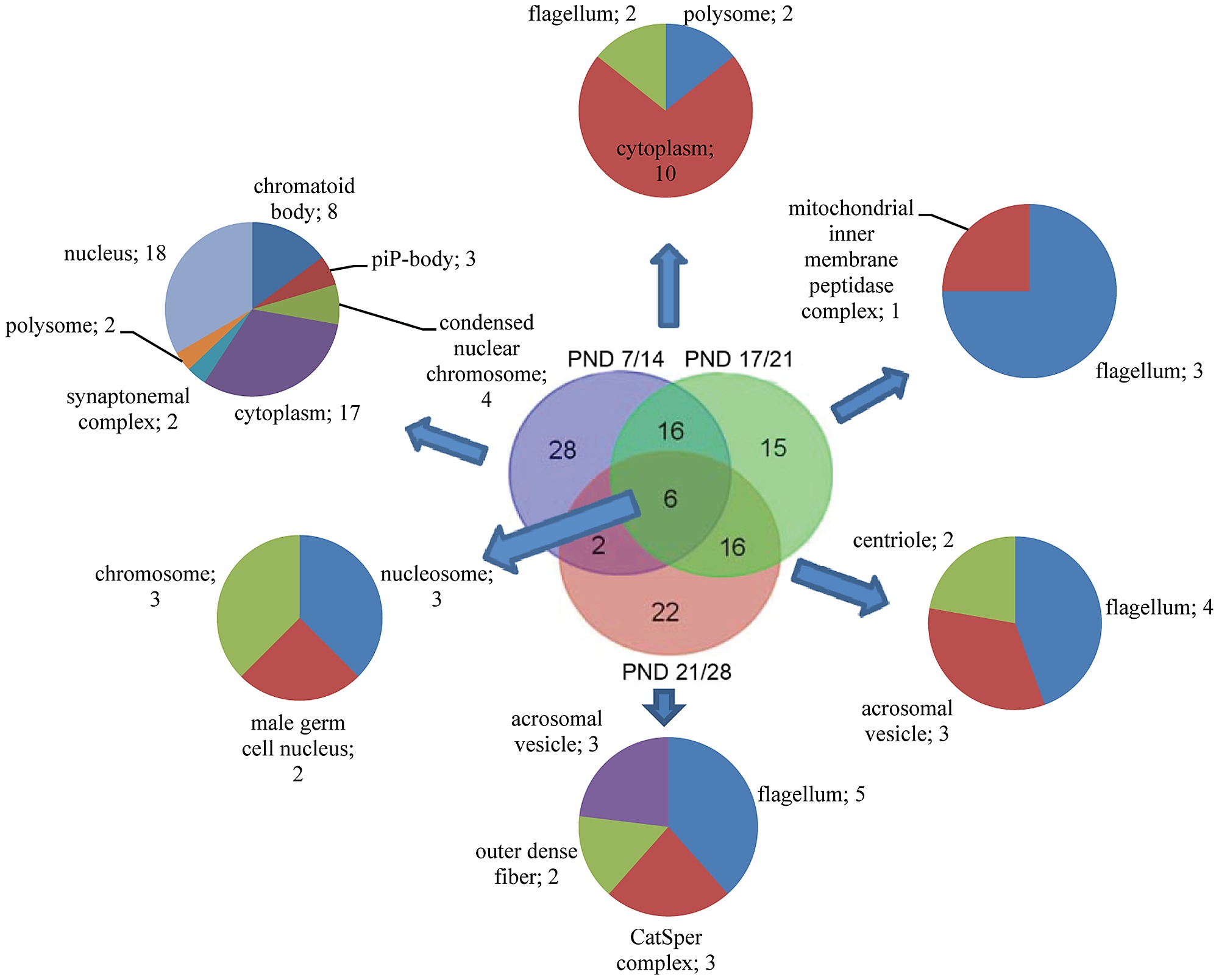 venn diagram and enriched cellular complex go terms of venn diagram terms