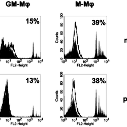 Phagocytosis of fluorescent latex beads by GM-Mφ and M-Mφ generated ...