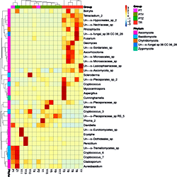 Heatmap and dendrogram of abundant fungi phyla in the microbial ...