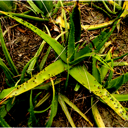 anthurium blue papi Anthurium Blue Papilliaminum OG x Papilliaminum FSRL Seedings main image 0