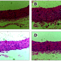 High resolution light microscopy.