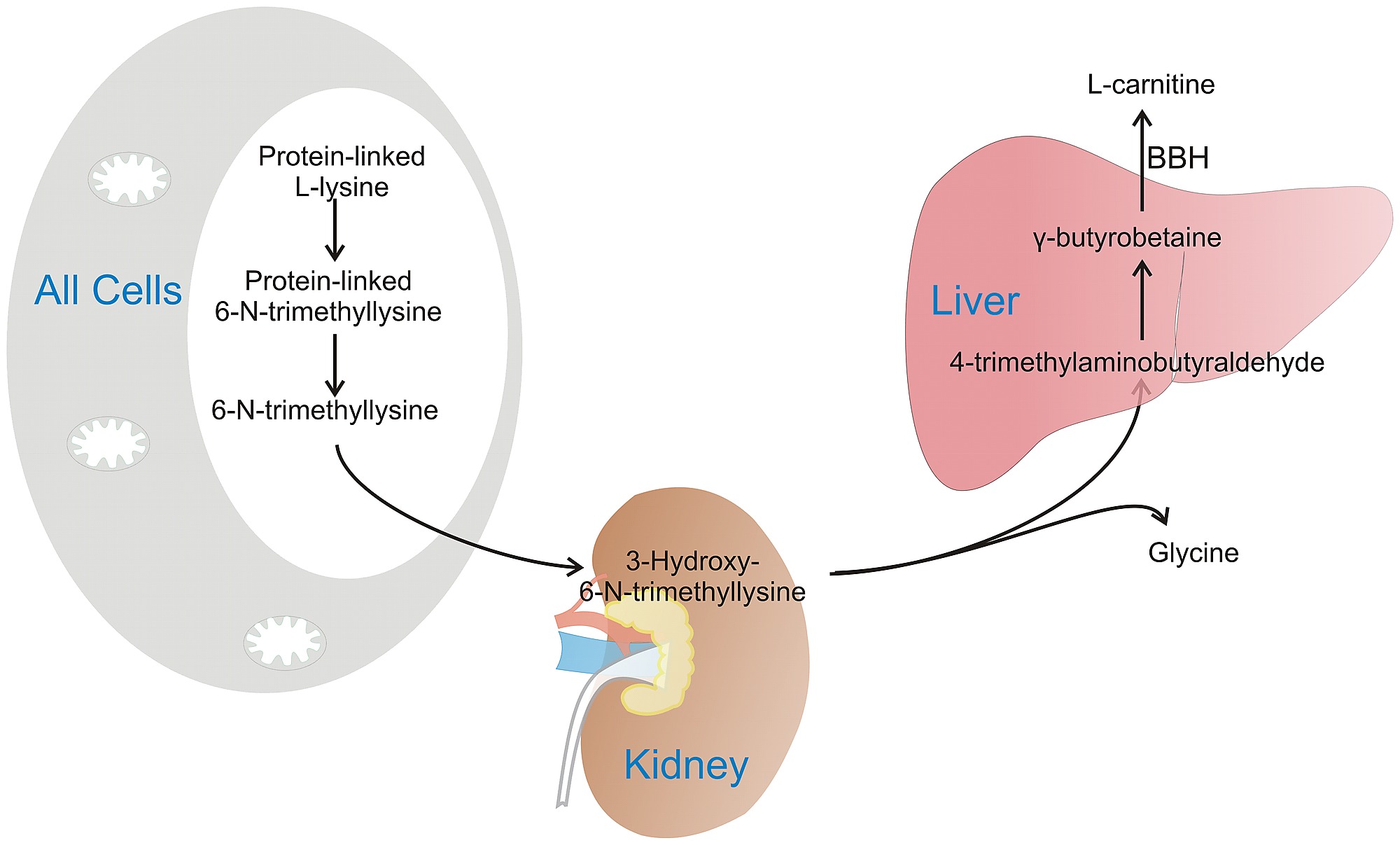 l carnitine good for liver Putative role of BCAA and l-carnitine treatments in cirrhotic liver. A main image 0