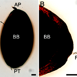 Gross morphology of the S. schwetzi PM with detailed image of the