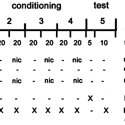 Schematic diagram showing the experimental CPP procedure. image.
