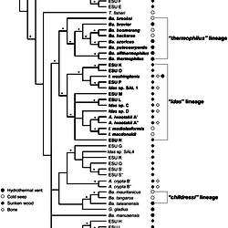 Dendrogram obtained from Bayesian analyses of the combined dataset of ...