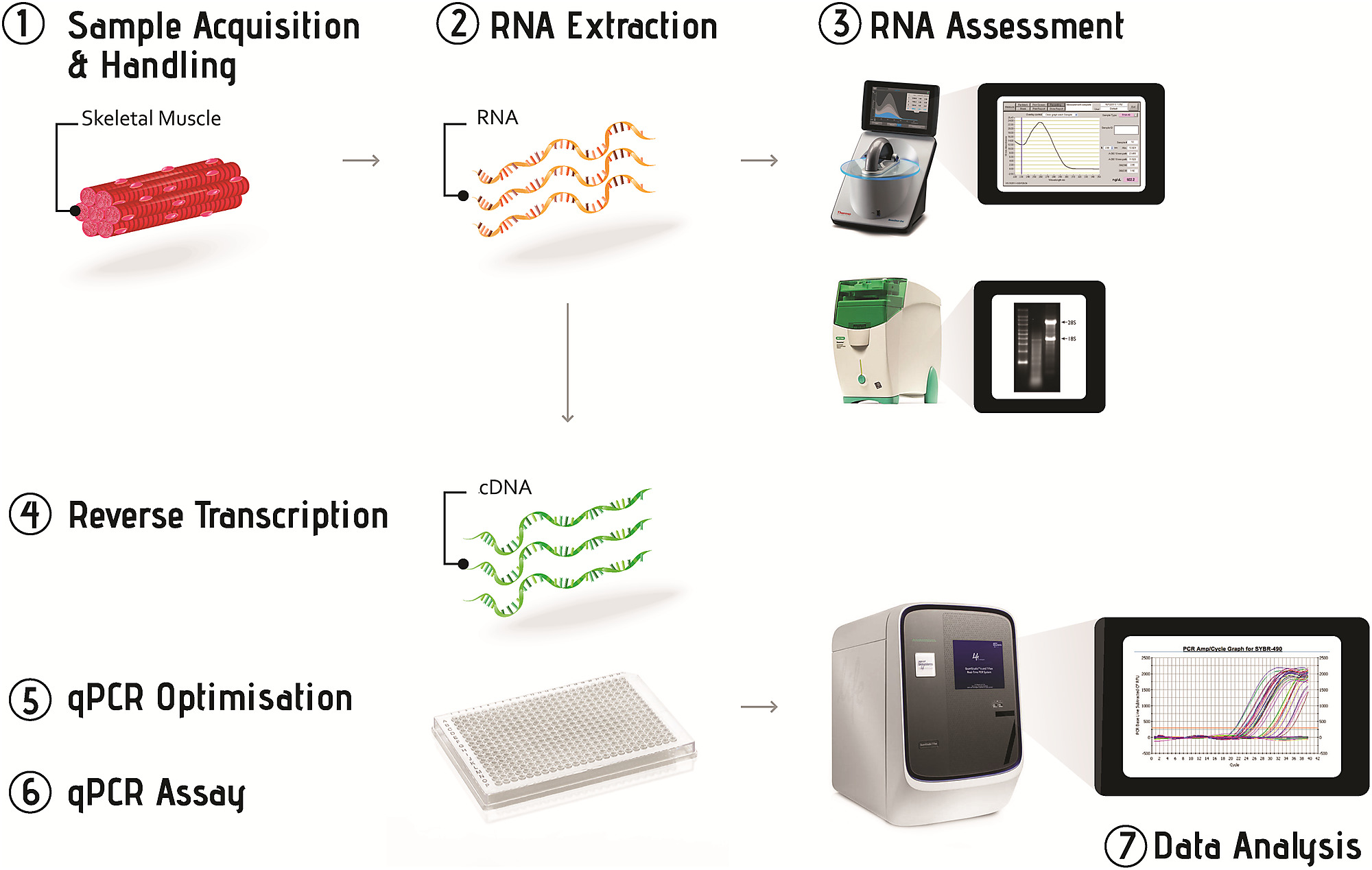 The sequential stages of the quantitative real-time PCR workflow.