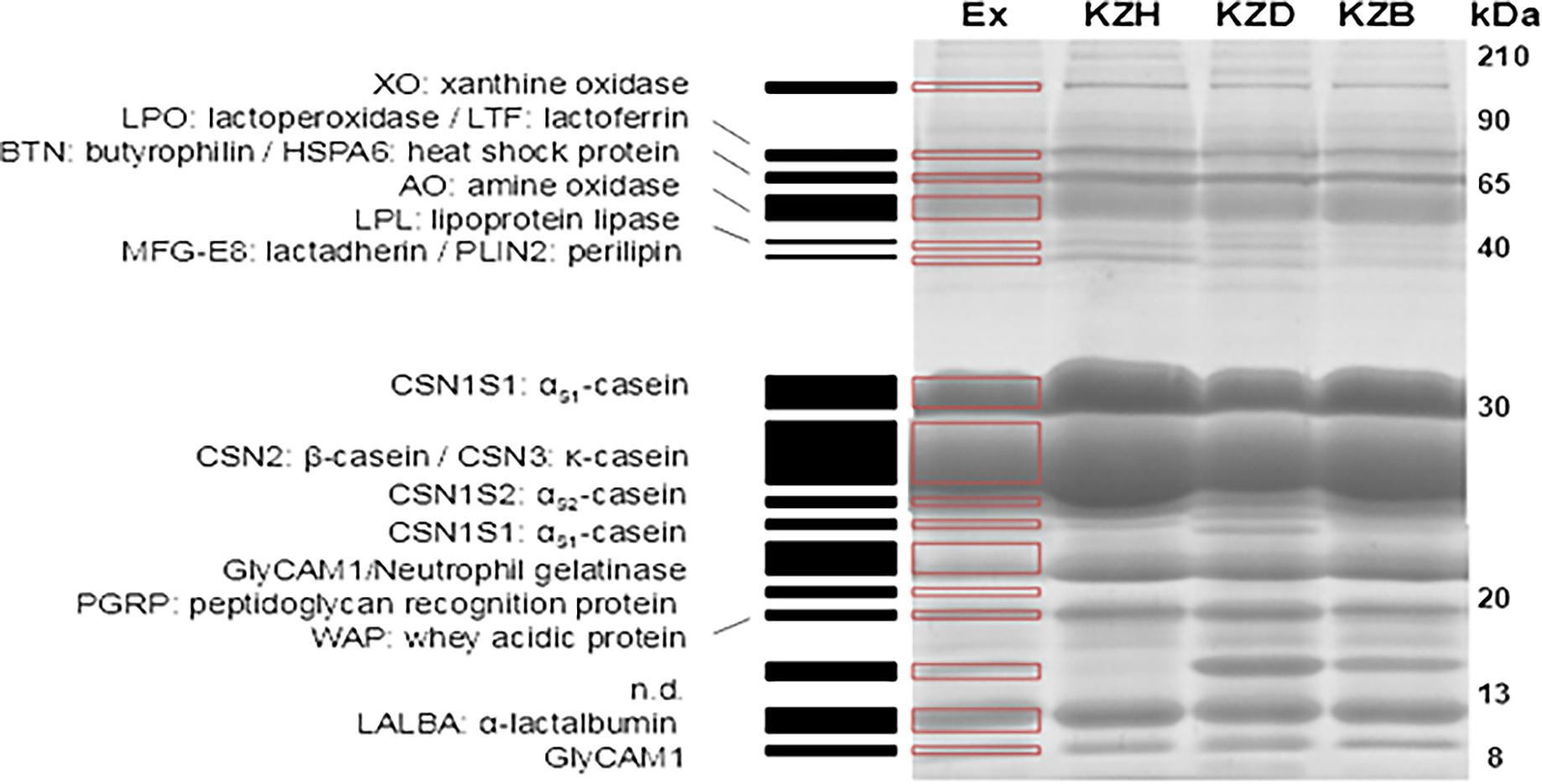 1d Sds Page Pattern Of C Bactrianus Kzb C Dromedarius Kzd And Hybrid Kzh Skimmed Milk Samples Of Kyzylorda Kz Region