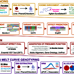 Pipeline diagram showing a schematic of the protocols used in this paper.