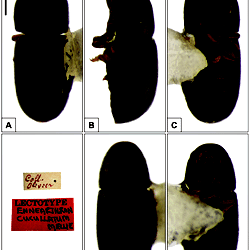 Habitus of Ceracis cucullatus (Mellié).