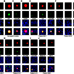 Detection and identification of live human CTCs in blood samples.