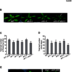 Phenotypes of afr1, afr2, and afr1 afr2 mutants.