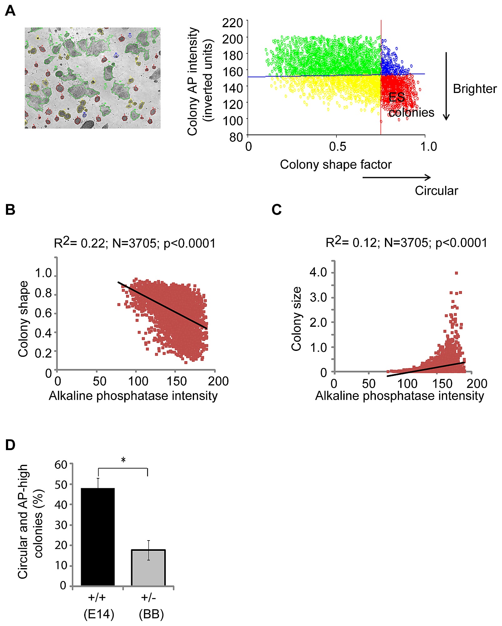 High Content Analysis Of Mouse Es Cell Colonies Grown In The