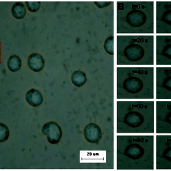 The micro-perfusion system.