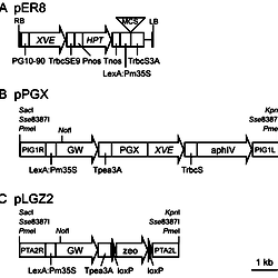 Schematic representation of the XVE system.