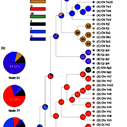 Reconstruction of the ancestral distribution of Asiatic water shrews.
