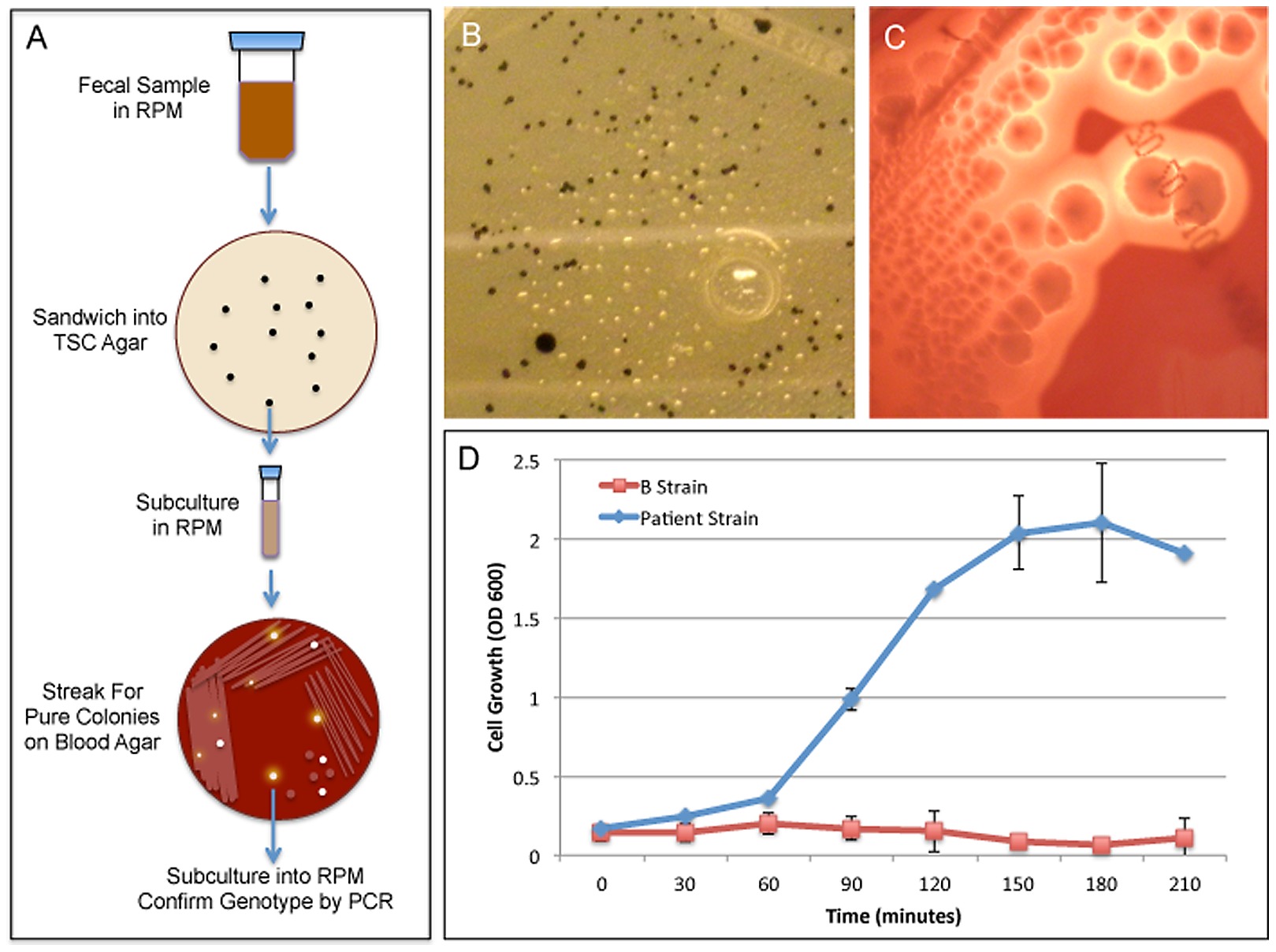 c perfringens has lipase Clostridium alpha toxin Clostridium perfringens as a foodborne