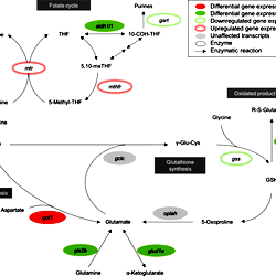Item - Parental high ARA levels are associated with differential expression  of genes involved in methionine cycle, transsulfuration pathway, and  glutamate and glutathione metabolism in male F1 livers