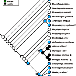 Evolution of presence and size of the premolar foramen in fossil ...