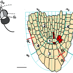 The Arabidopsis root apex (longitudinal section adopted from Van der ...