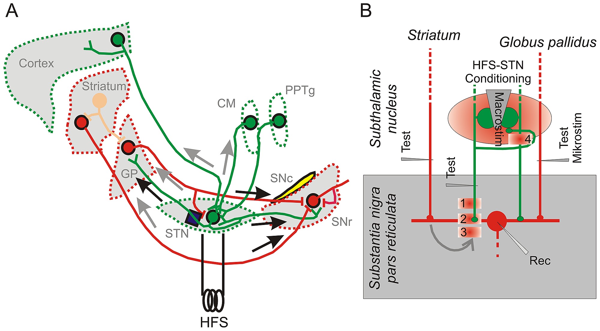 Hypothetical Mechanisms Of Dbs Effects