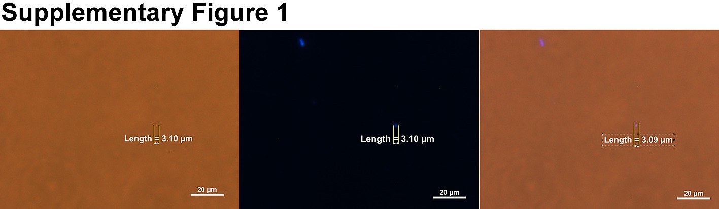 Cell from ... of Population Distinct Identification a Small from Cell of Population Distinct Identification Small ... a