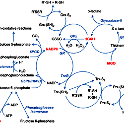 g6pd and glutathione Glucose-6-phosphate dehydrogenase deficiency Flashcards main image 1