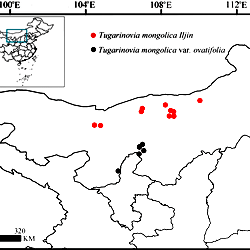 Study regions of Tugarinovia mongolica.