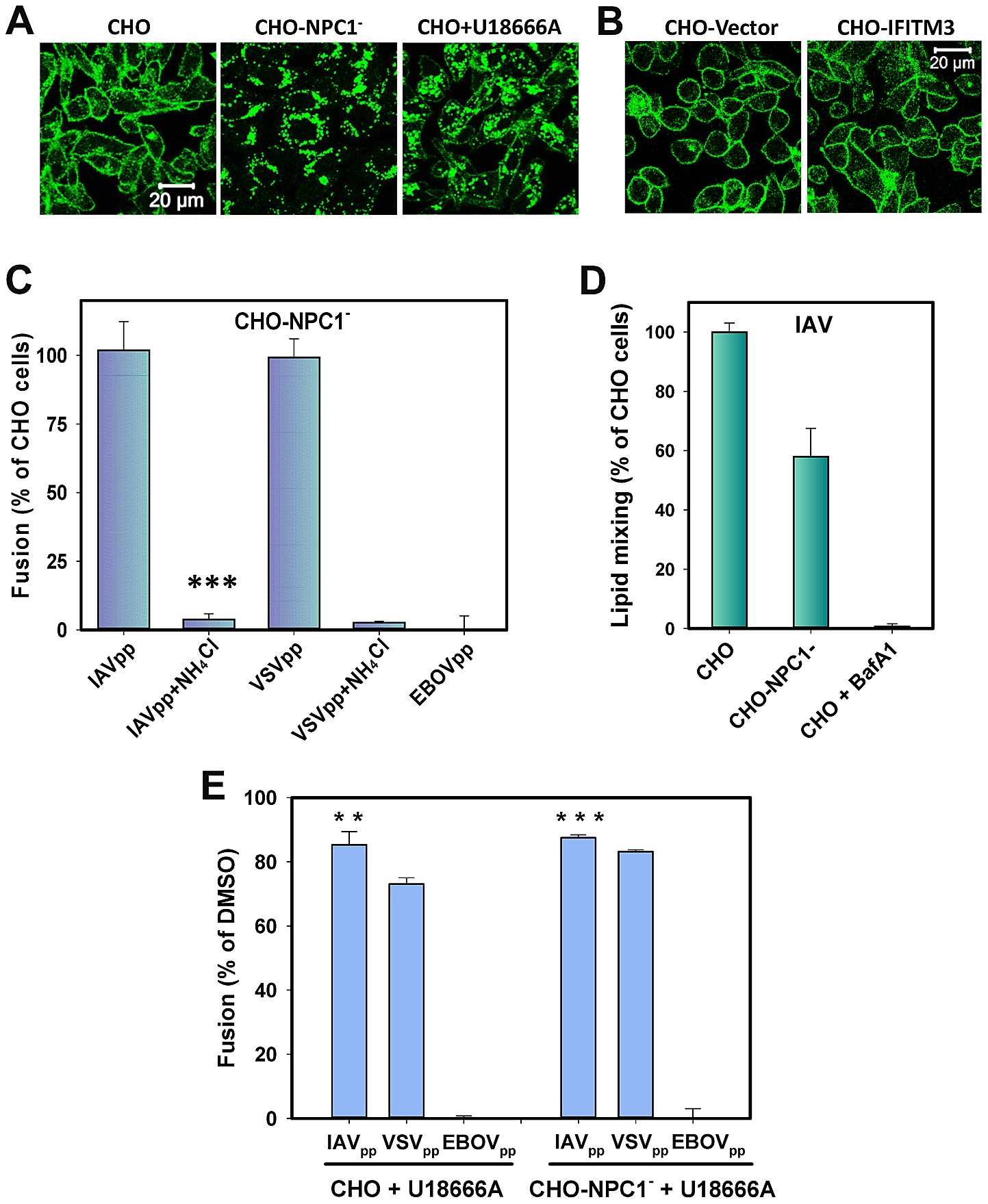 Cholesterol Accumulation In Endosomes Of Cho Cells Does Not Inhibit Viral Fusion