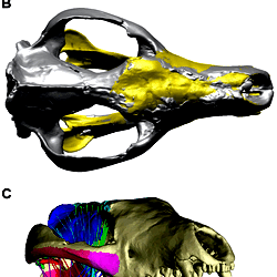 Digital reconstruction of Nimbacinus dicksoni.