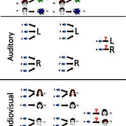 The schematic drawing of the applied visual, auditory and multisensory ...