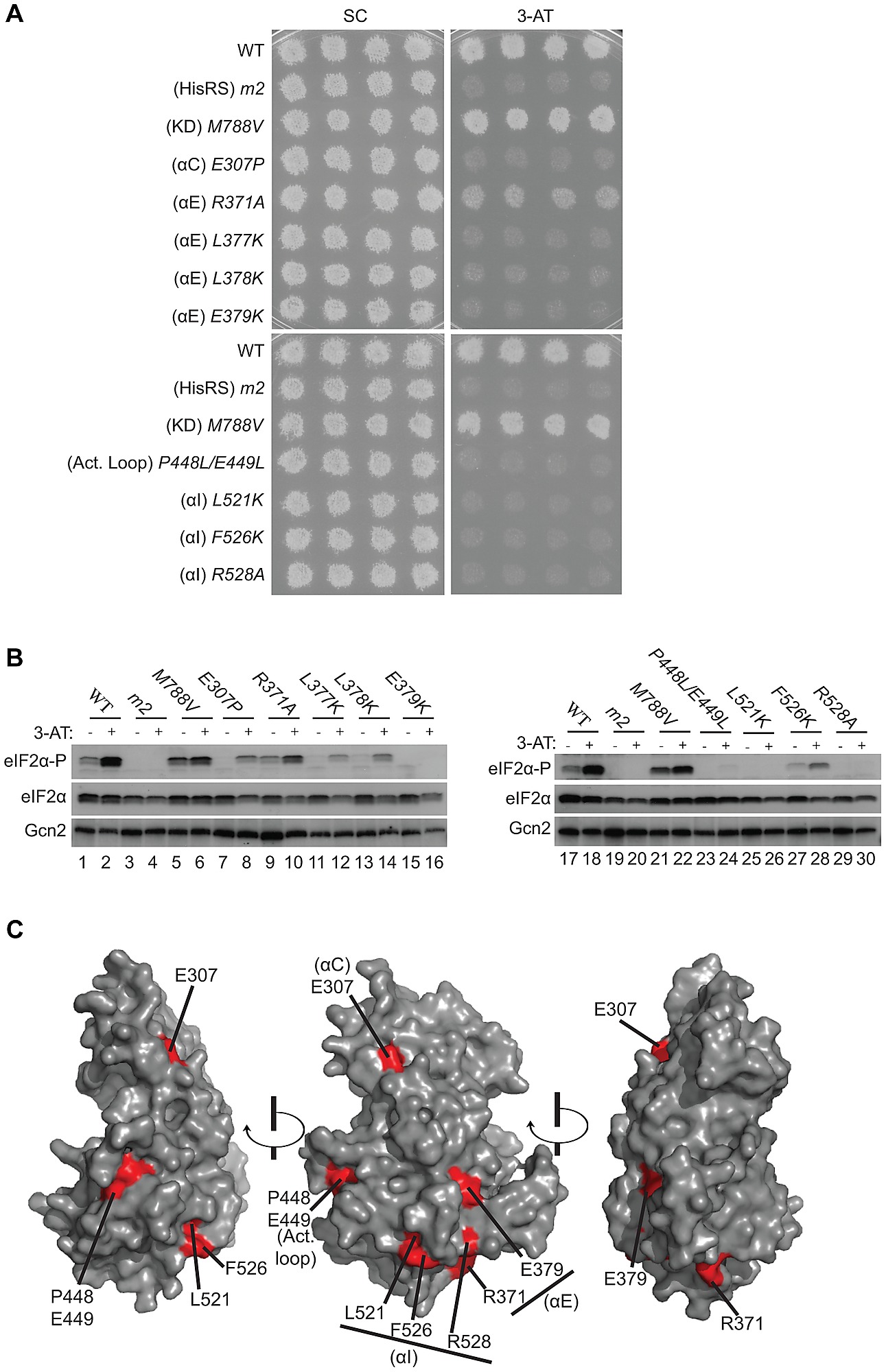 Substitutions Of Predicted Surface Exposed Residues Of The Gcn2 Ykd Conferring Gcn Phenotypes In Vivo Substitutions Of Predicted Surface Exposed Residues Of The Gcn2 Ykd Conferring Gcn Phenotypes In Vivo