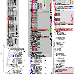 Phylogenetic trees depicting the genetic relationships between the ...