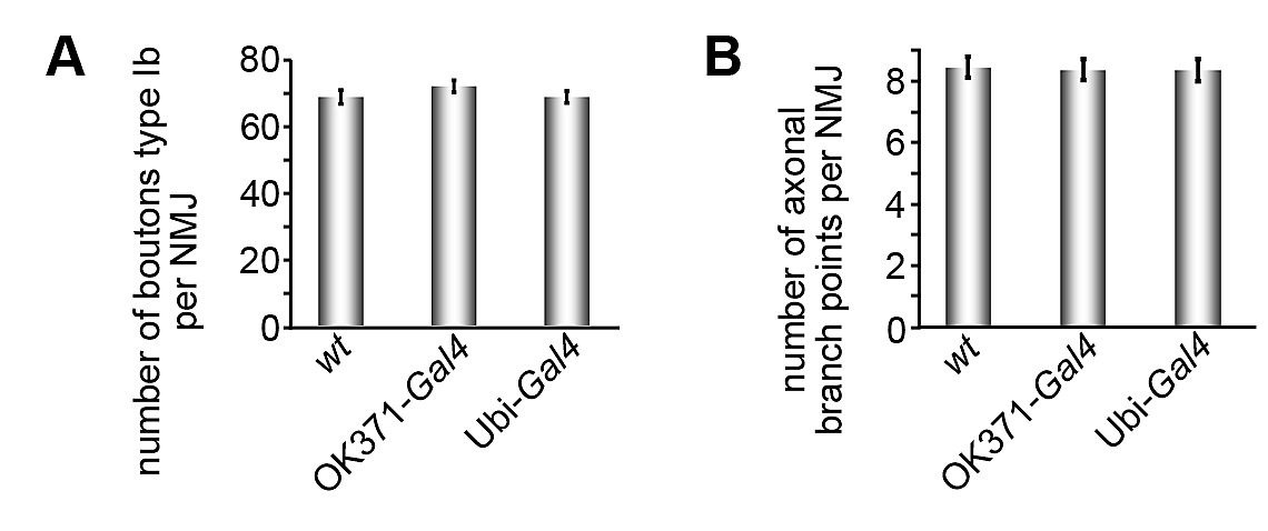 terminal axonal arborization and synaptic bouton formation
