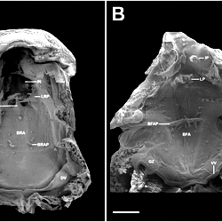 Buccopharyngeal morphology of the tadpole of Ikakogi tayrona.