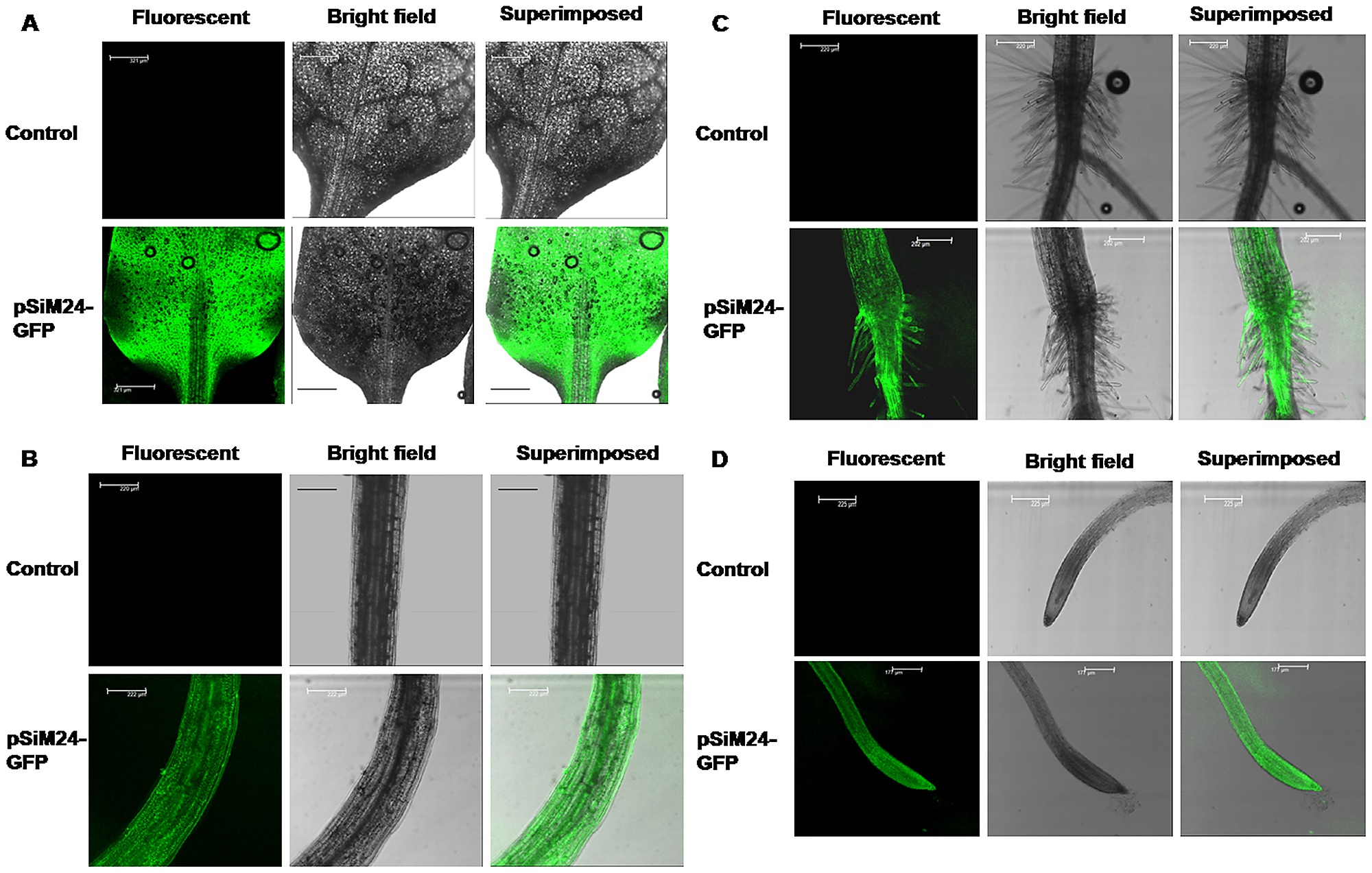 Item - GFP expression in leaf, stem and roots of transgenic Arabidopsis  plants generated for construct pSiM24-GFP. - Public Library of Science -  Figshare