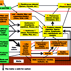 Conceptual Model Of The Functioning Of Posidonia Oceanica Seagrass