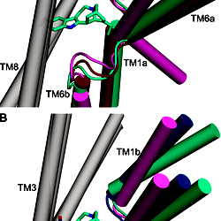 A structural model of the human serotonin transporter in an outward ...