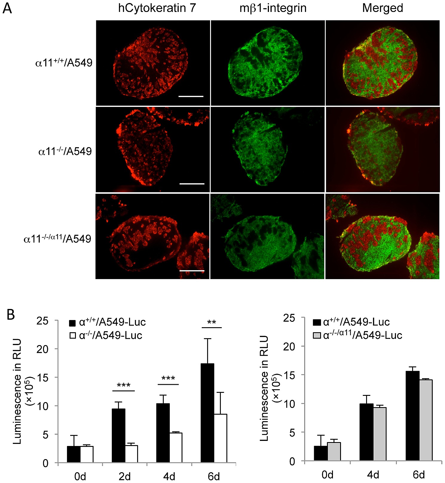 Item - A549 cell segregation and proliferation inside the