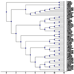 The obtained MUL tree by applying MTRT on the triplets extracted from ...