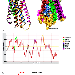 Characterization of LPAR6 specific mutations at structure level.
