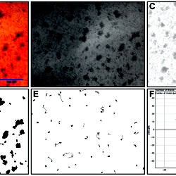 Analysis process in ImageJ.