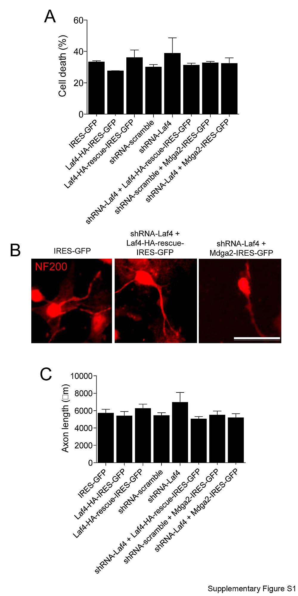 laf4 aff3 a gene involved in intellectual disability is required