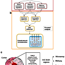 Overview of brain regions and methodology used in this study.