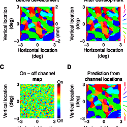 A model for the origin and development of visual orientation ...