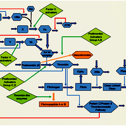 Diagram of the clotting pathway showing the major clotting factors ...